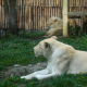 ZOO Bratislava spojila leví pár, môžete ich už vidieť v spoločnom výbehu  