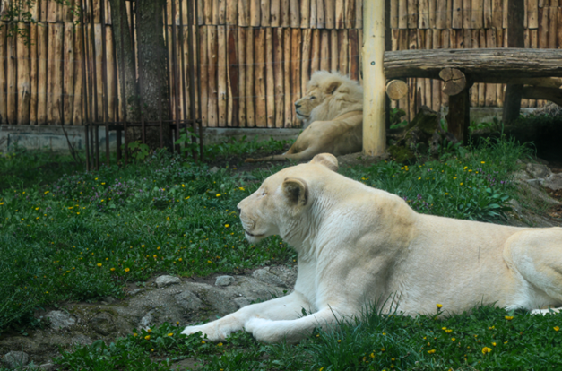 ZOO Bratislava spojila leví pár, môžete ich už vidieť v spoločnom výbehu  