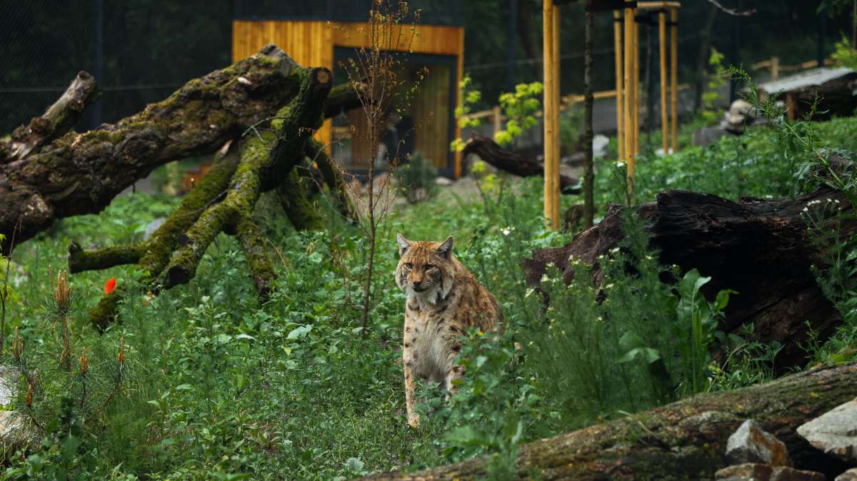 ZOO Bratislava oslavuje Deň rysov, slávnostne otvorí ich nový výbeh
