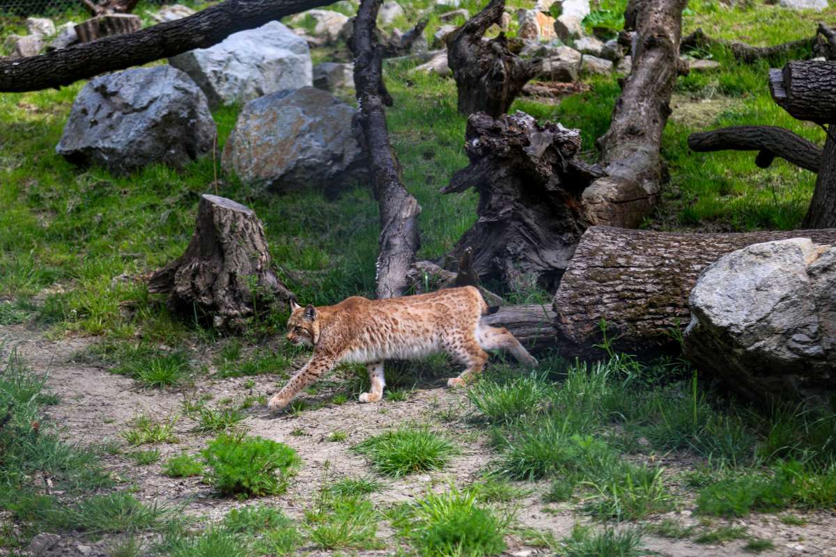 ZOO Bratislava privítala nové rysy a plánuje zapojenie do záchranného programu