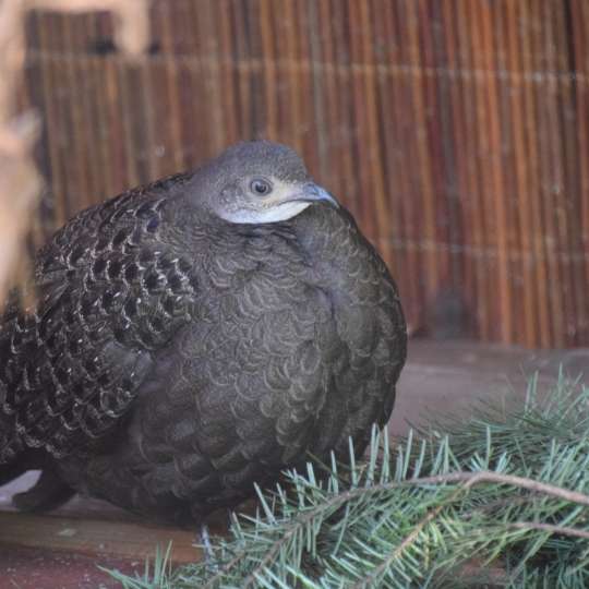 Okáč činkvis