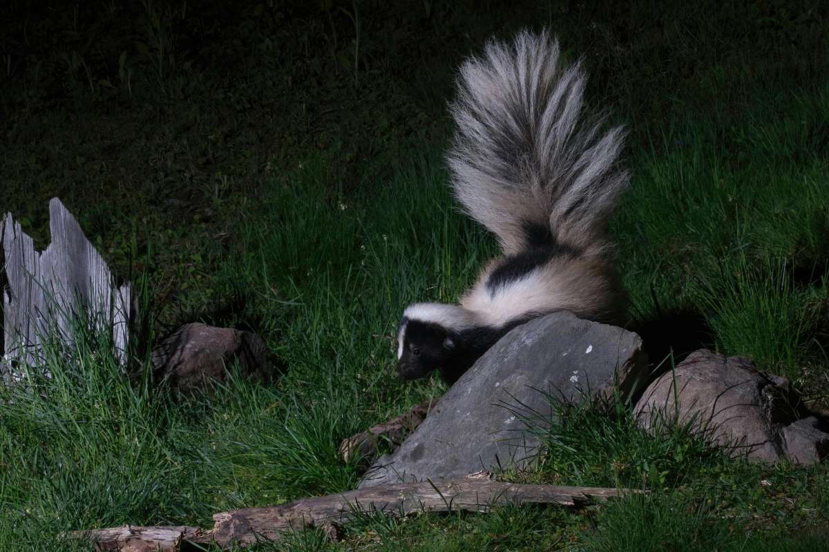 V ZOO Bratislava pribudli tri skunky pruhované