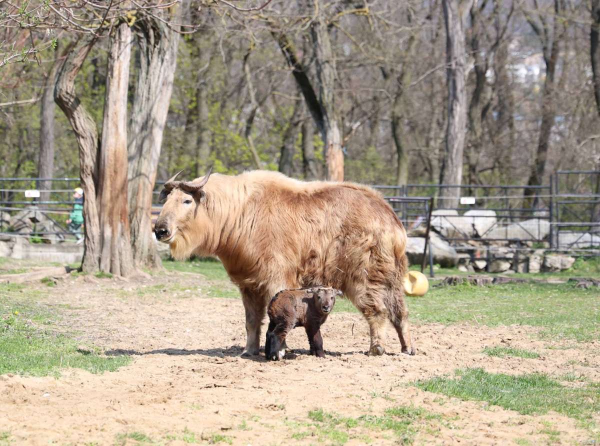 ZOO Bratislava má nové mláďatá, narodilo sa aj vzácne mláďa takina zlatého