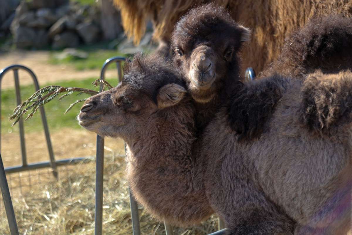 Ťaví baby boom v ZOO Bratislava: narodili sa tri mláďatá ťavy dvojhrbej