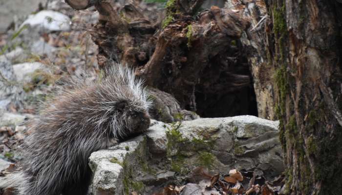 Urzon kanadský (100 €/rok) 