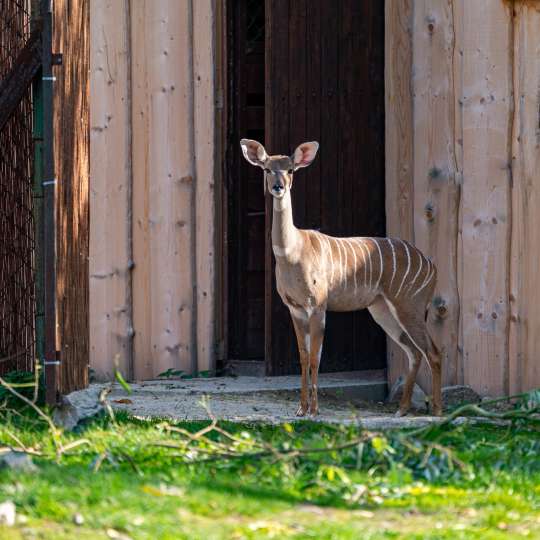 Kudu malý